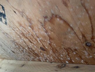 is mold on plywood dangerous