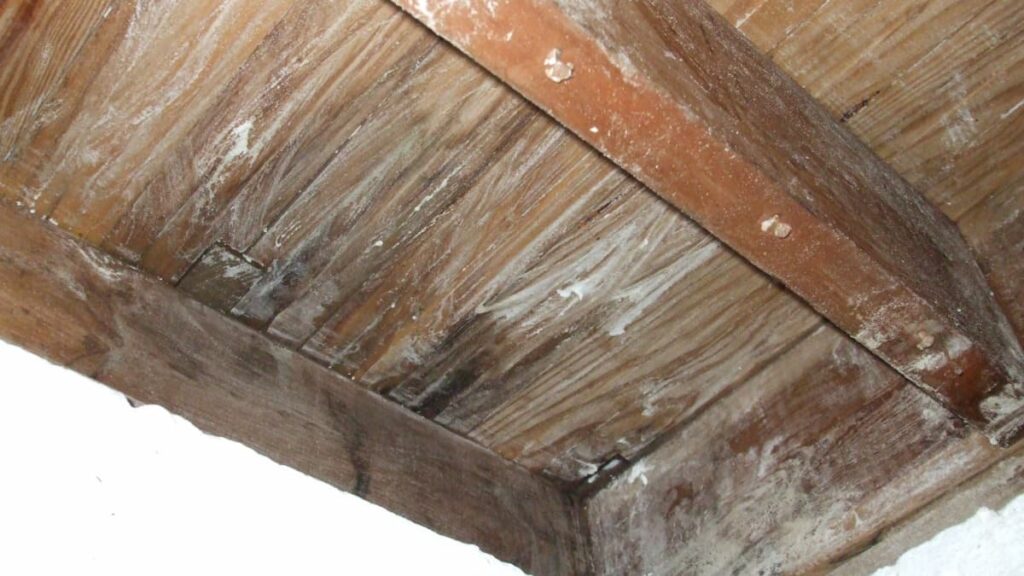 is mold on plywood dangerous