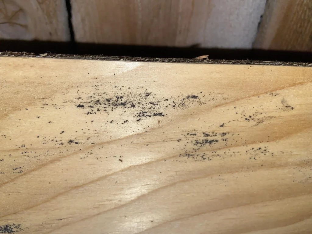 is mold on plywood dangerous